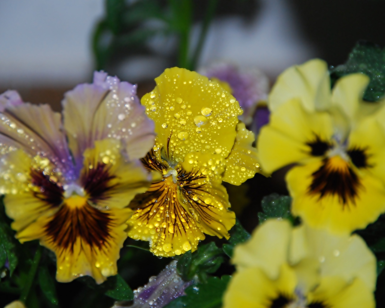 Цветы анютины глазки в каплях росы