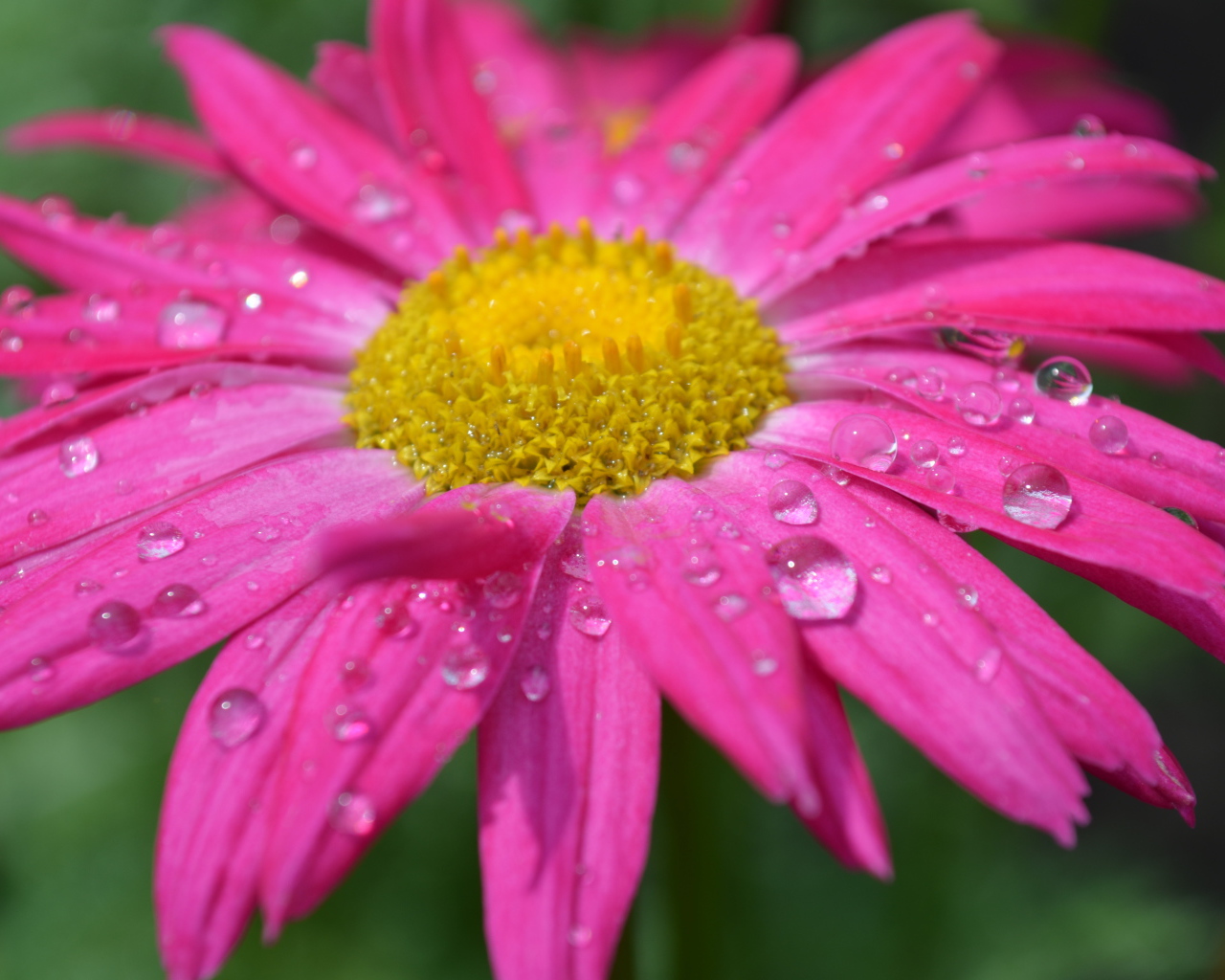 Розовый цветок эхинацеи в каплях дождя