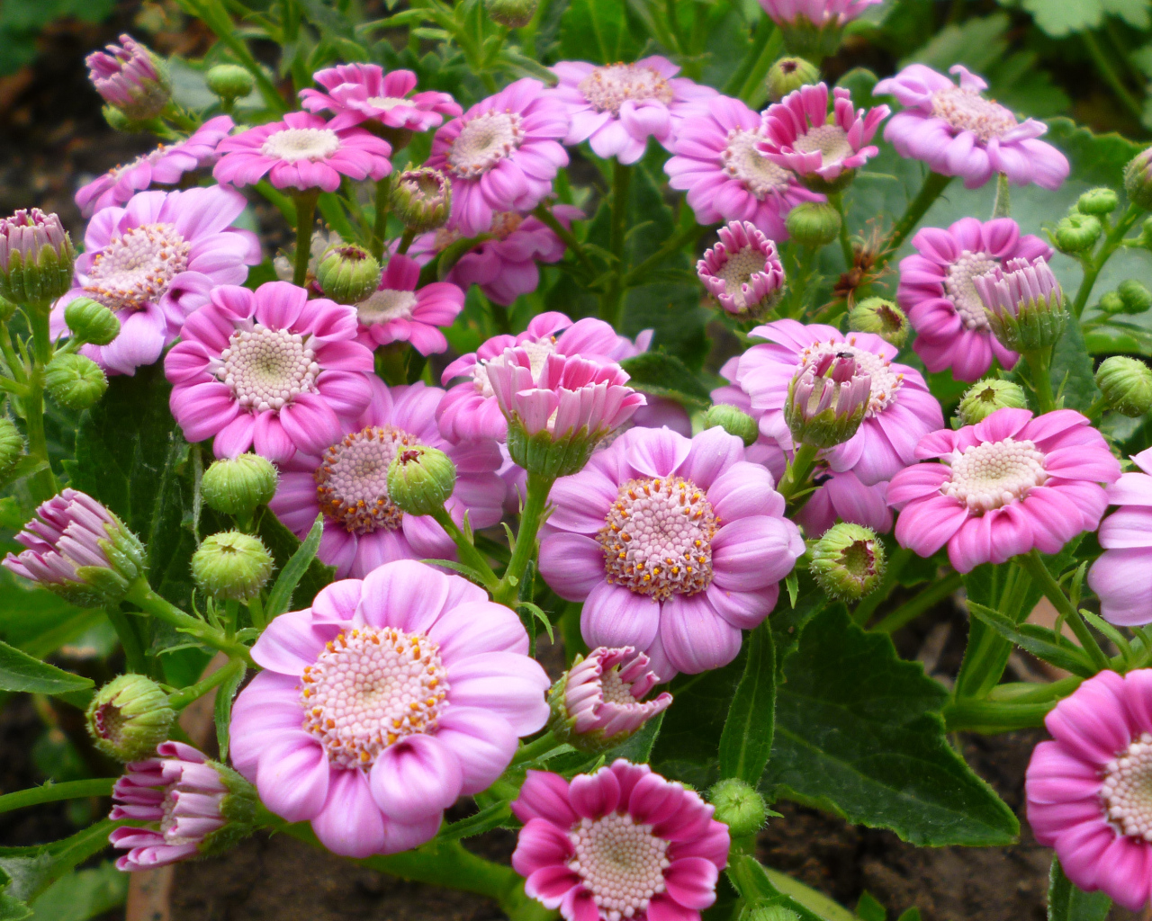 Розовые садовые цветы цинерария