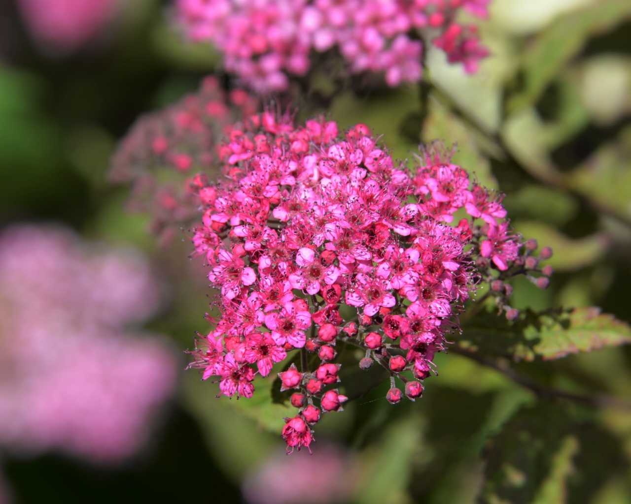 Розовые цветы спирея японская вблизи