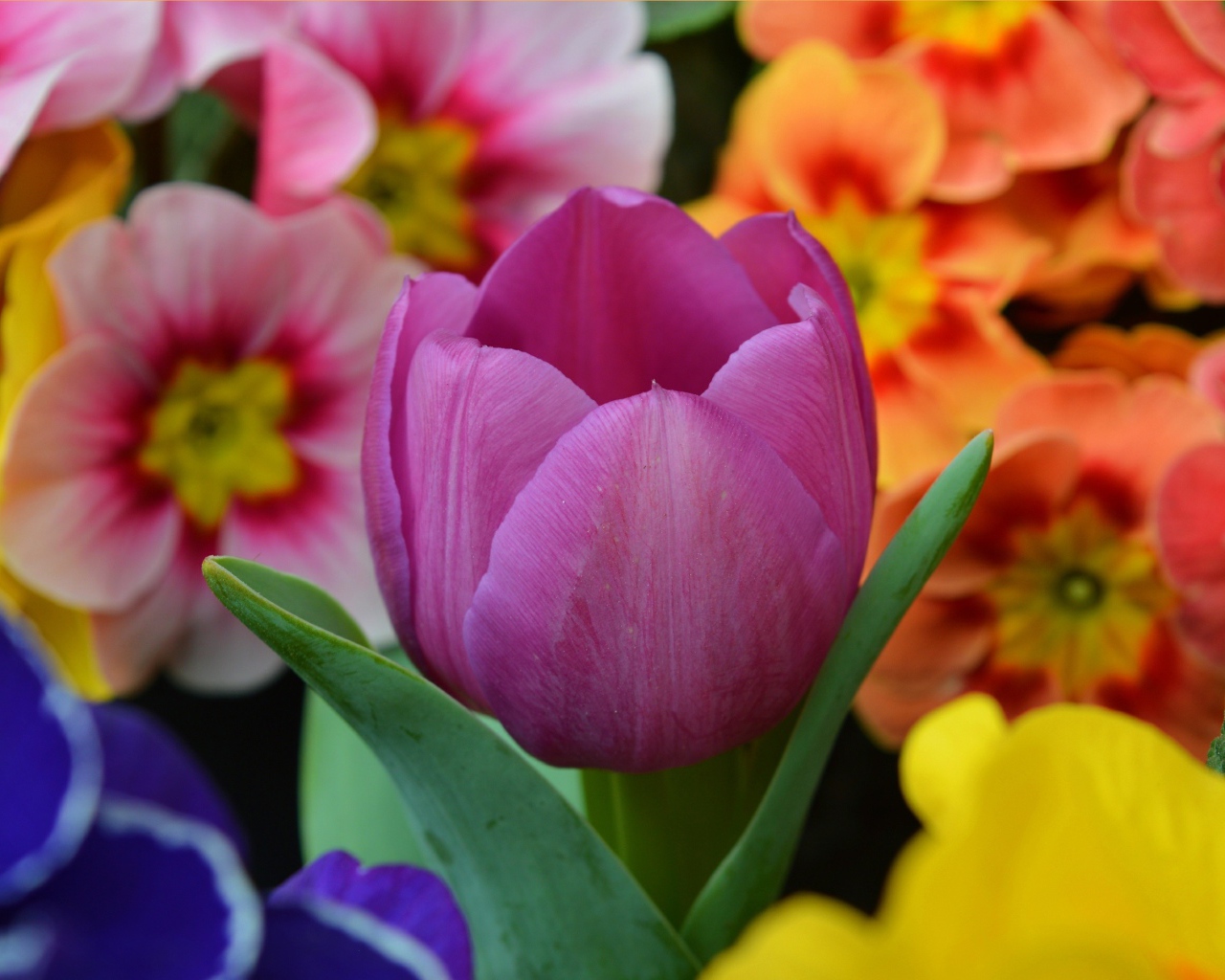 Цветок розового тюльпана среди цветок примулы