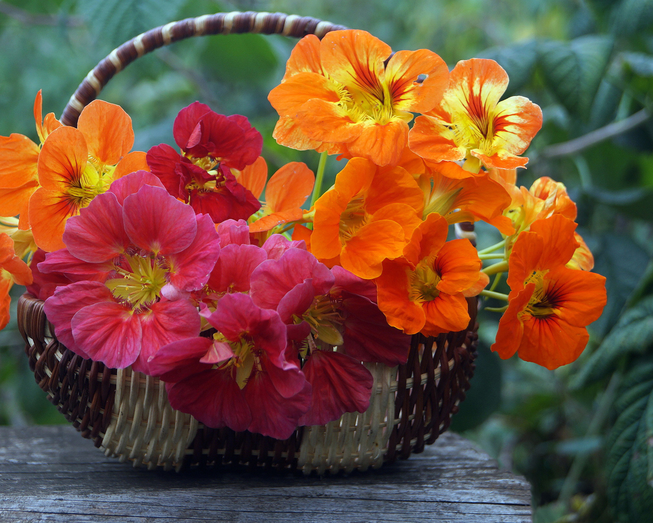 Розовые и оранжевые цветы настурция в корзине