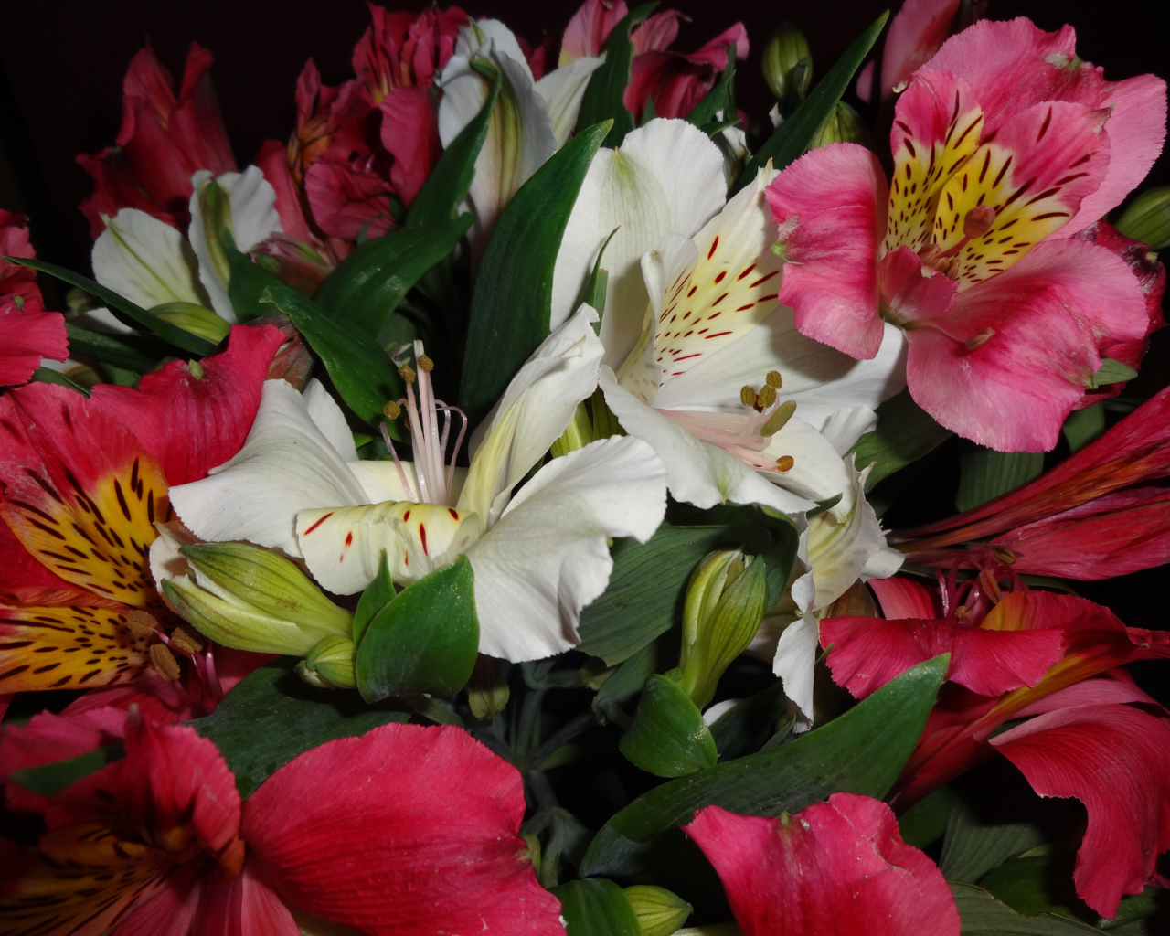 Розовые и белые цветы альстромерия крупным планом