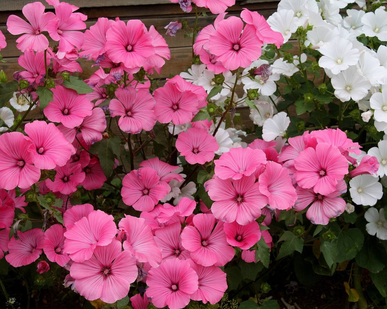 Розовые и белые садовые цветы лаватера