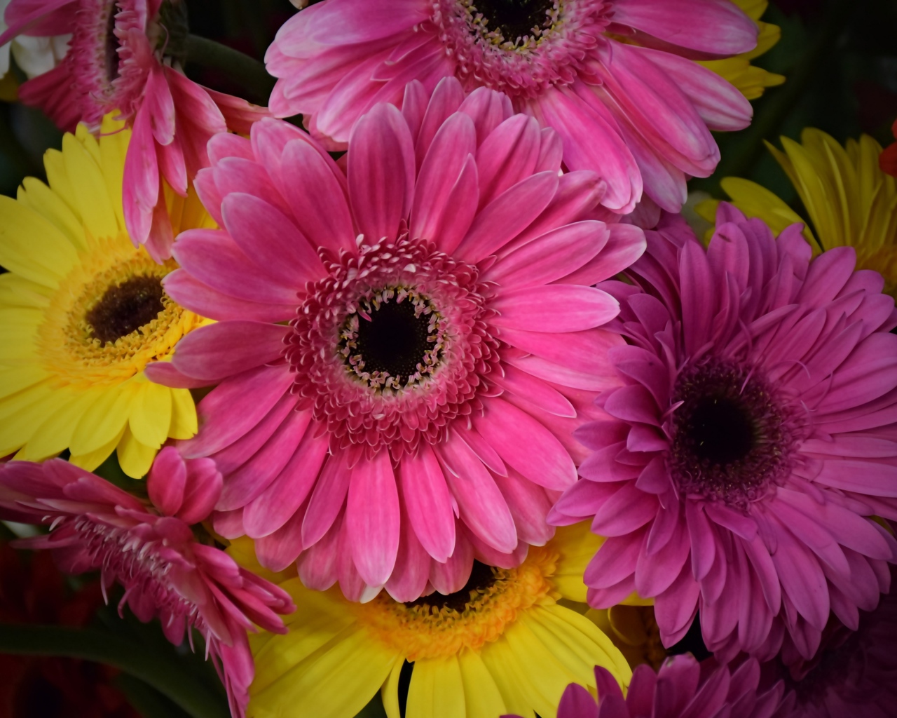 Розовые и желтые герберы крупным планом