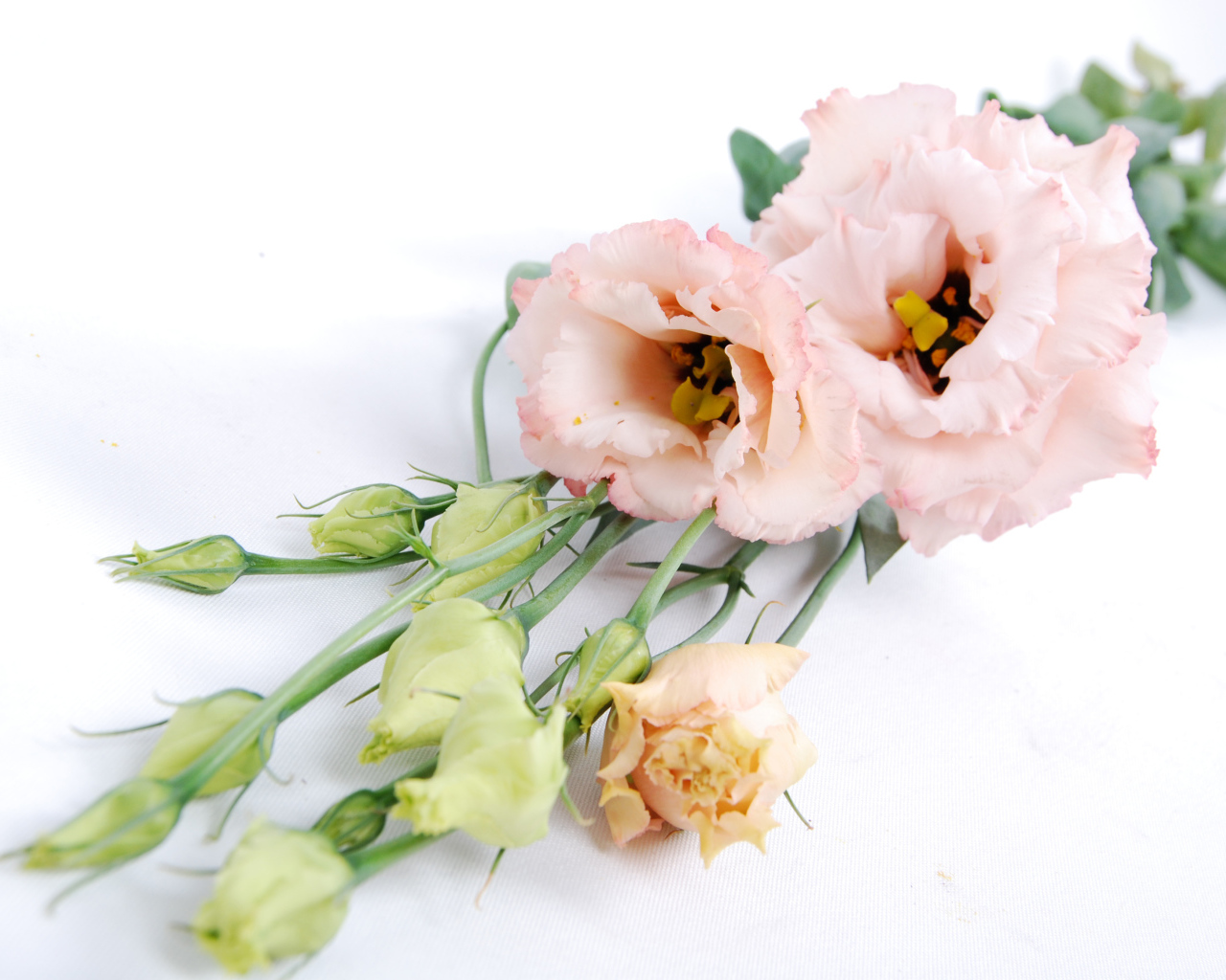 Розовые красивые цветы эустома на белом фоне