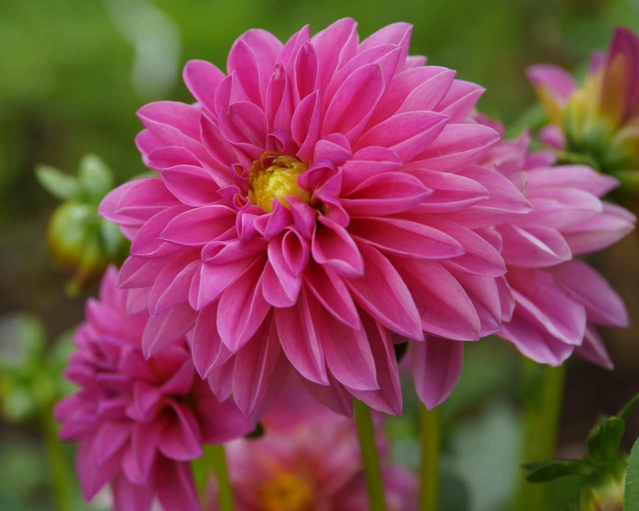 Розовые красивые цветы георгина крупным планом