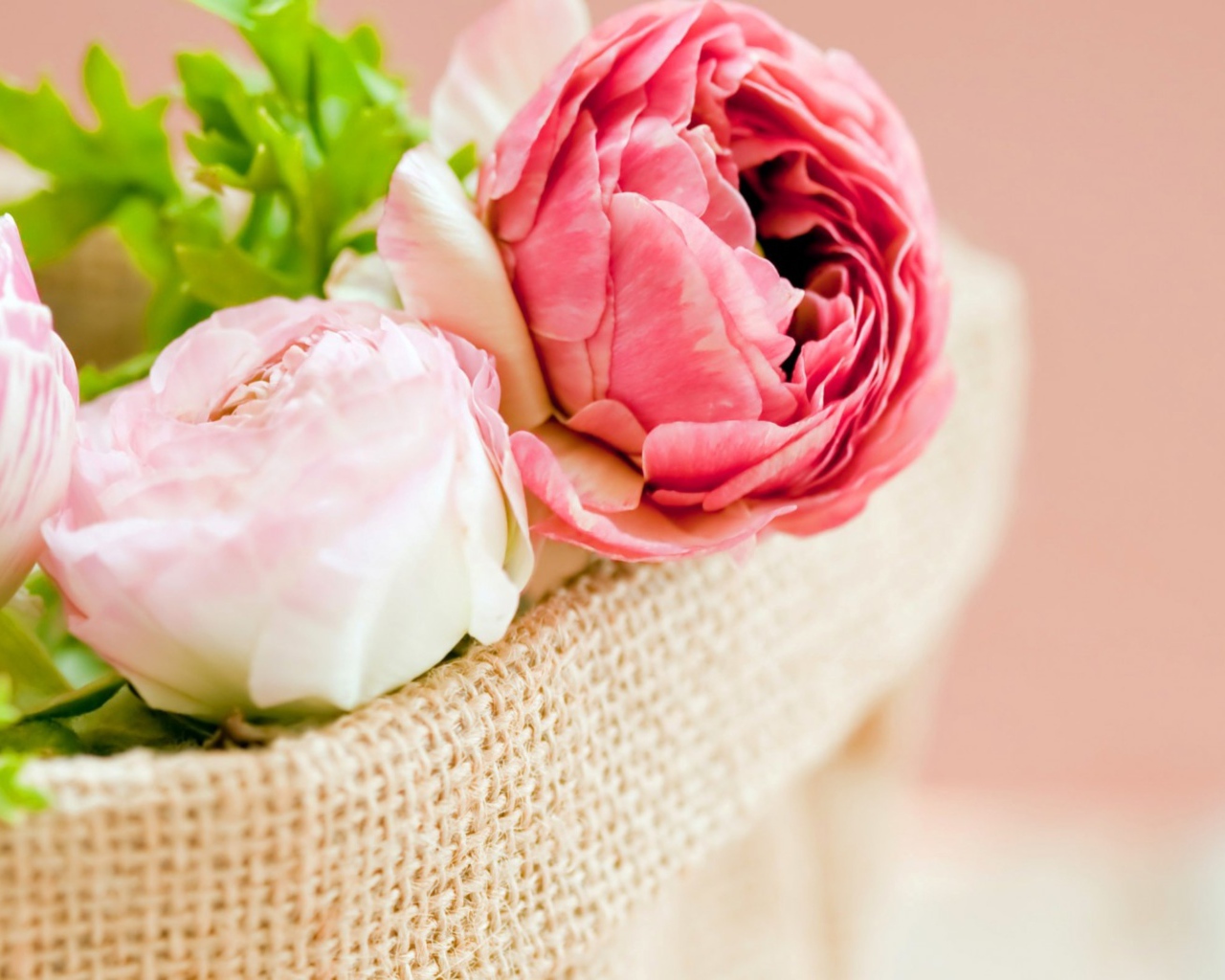 Розовые цветы лютика в корзине на розовом фоне