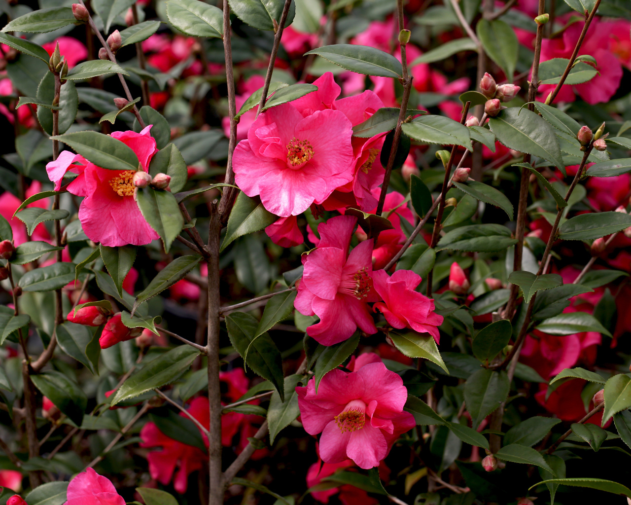 Розовые цветы камелии на ветке