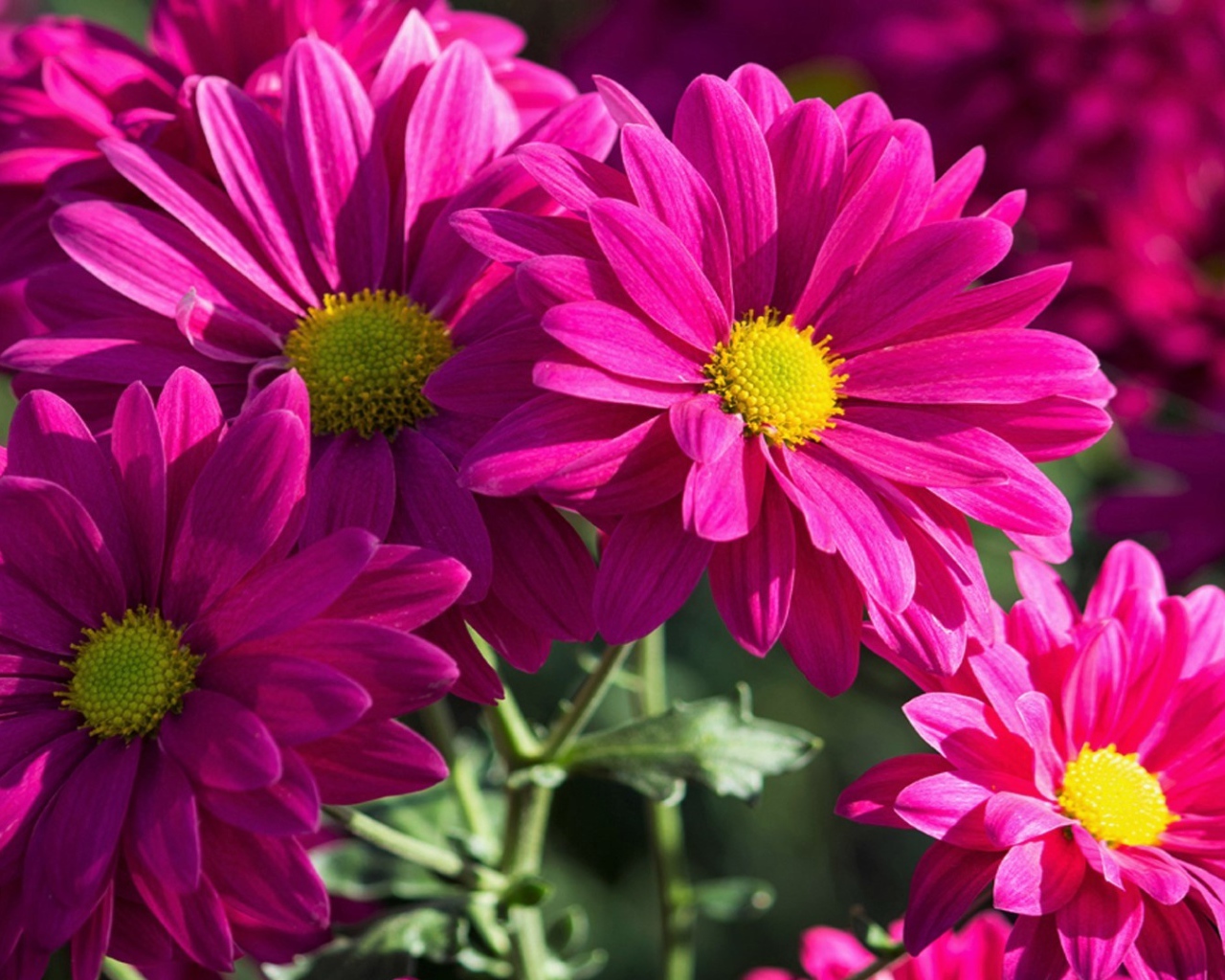 Розовые хризантемы крупным планом 