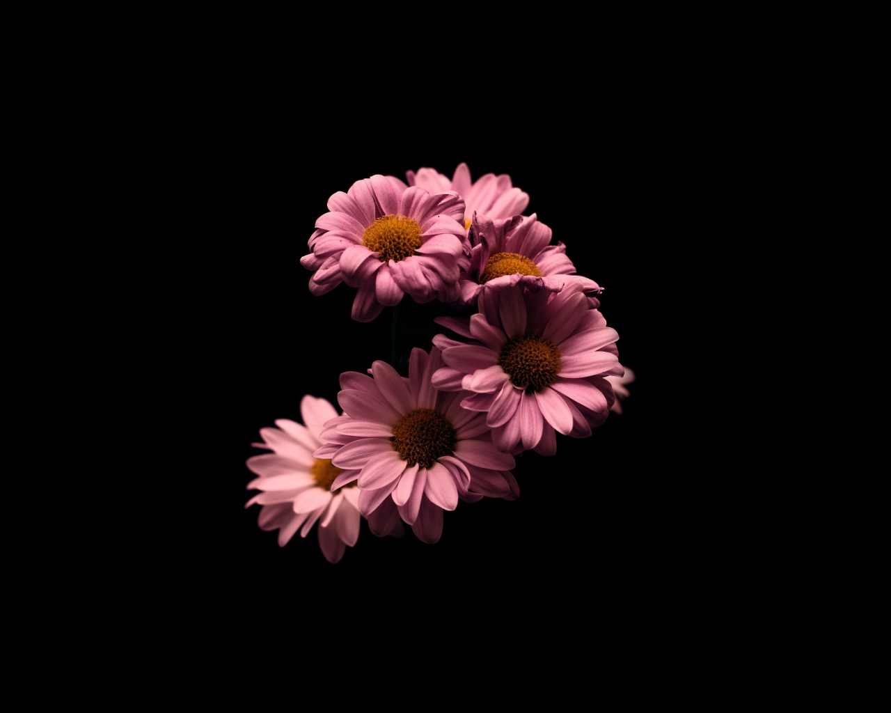 Розовые цветы хризантемы на черном фоне