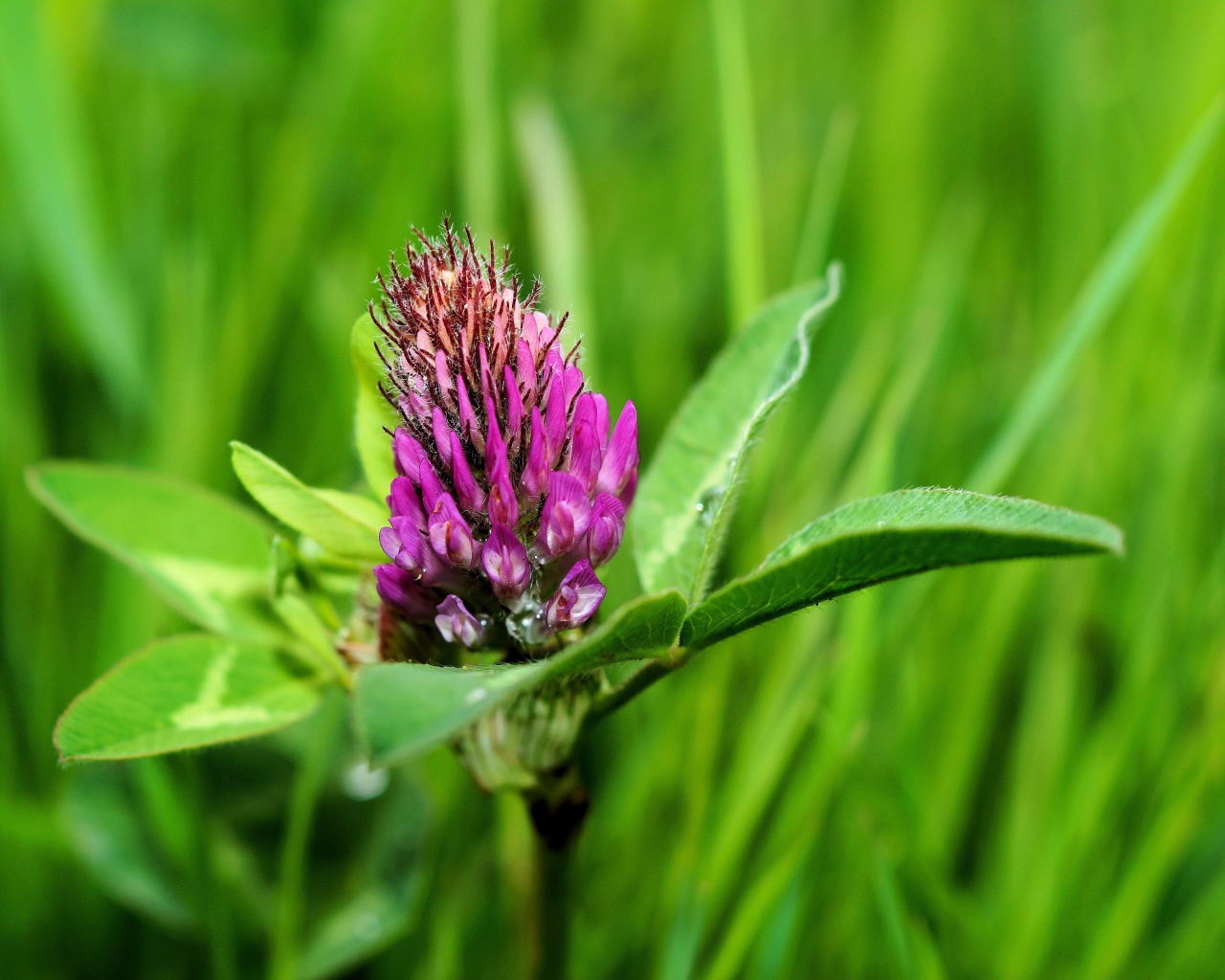 Розовый цветок клевера крупным планом