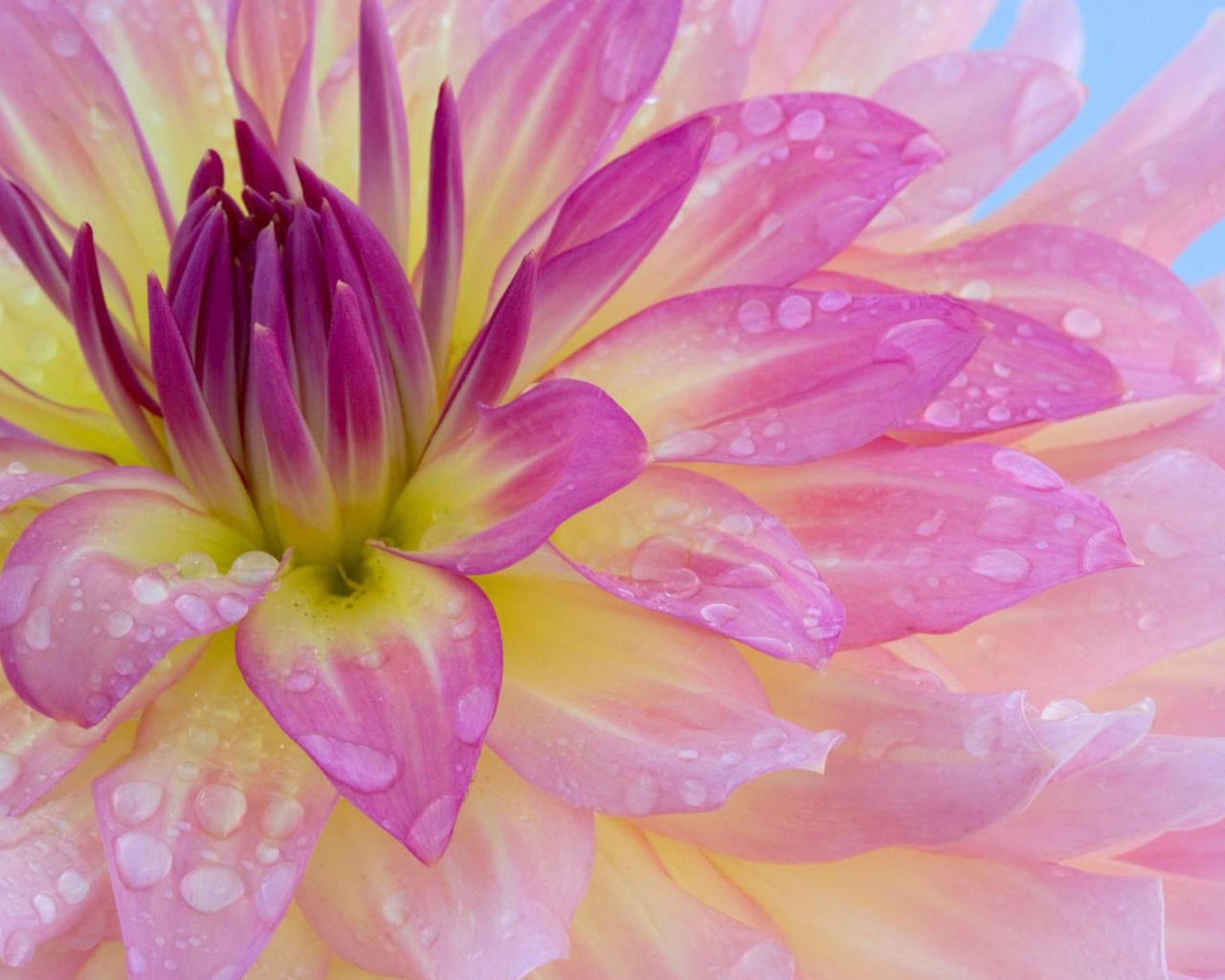 Pink dahlia with water droplets on petals close-up
