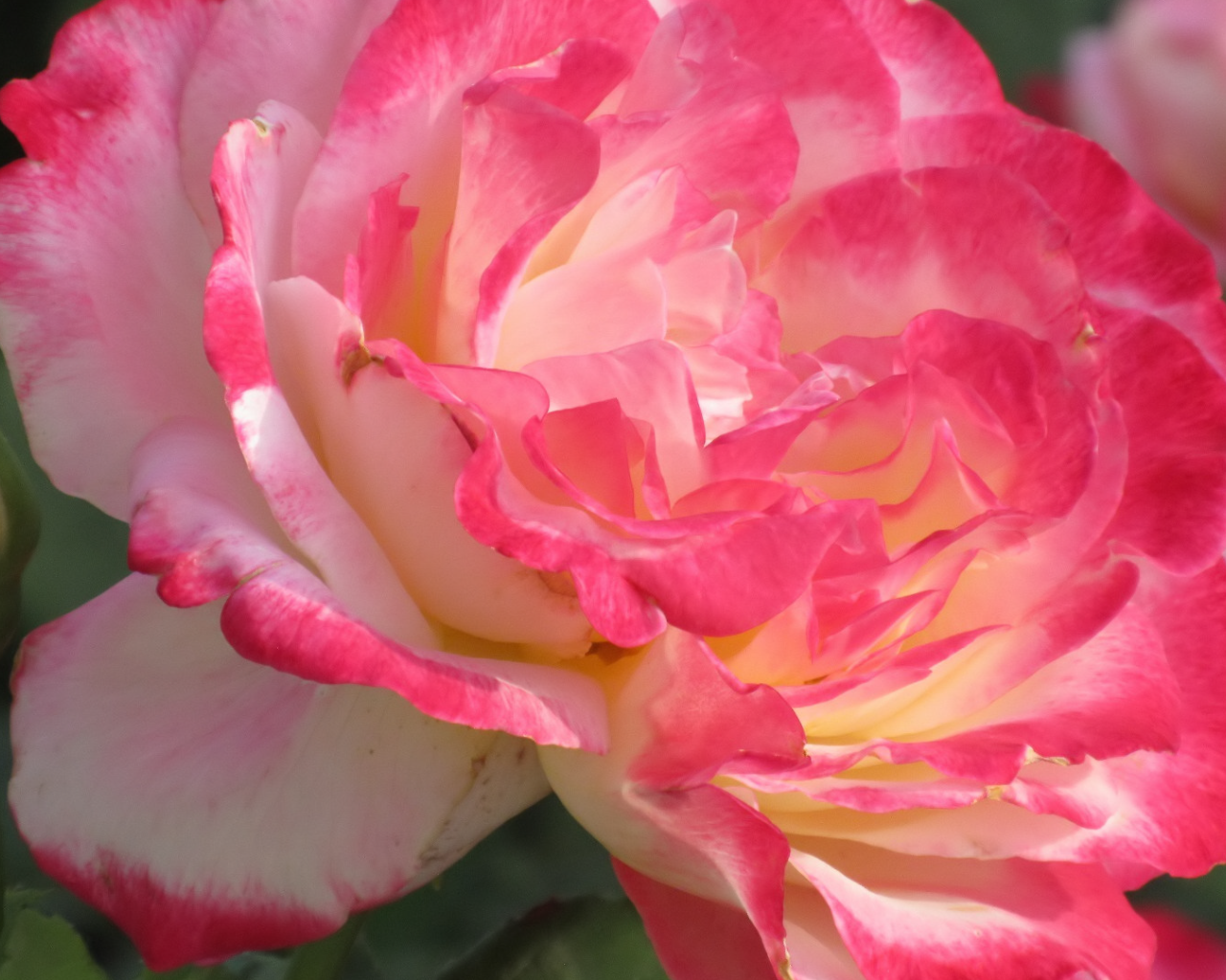 Розовый нежный цветок розы крупным планом