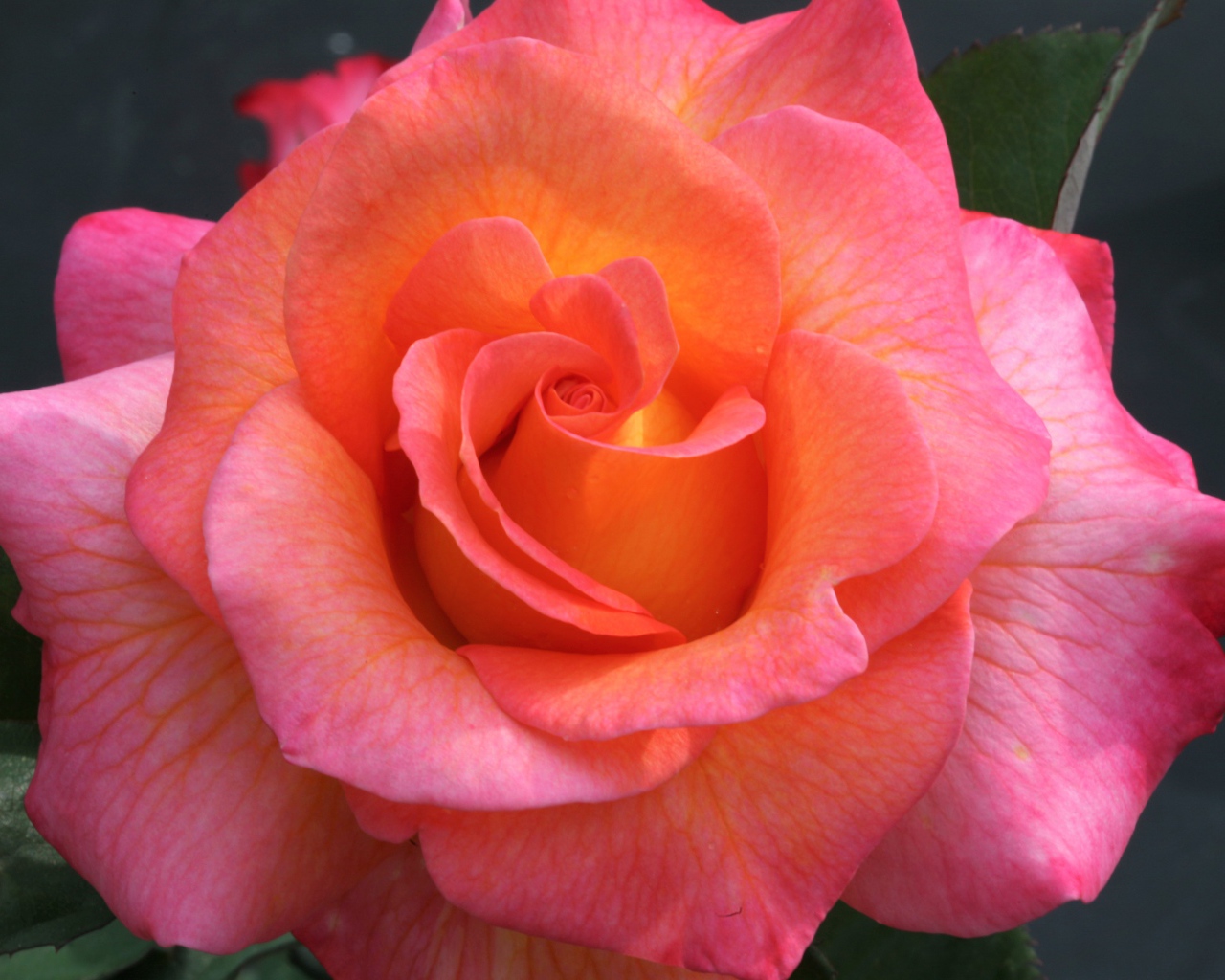 Розовый цветок красивой розы крупным планом