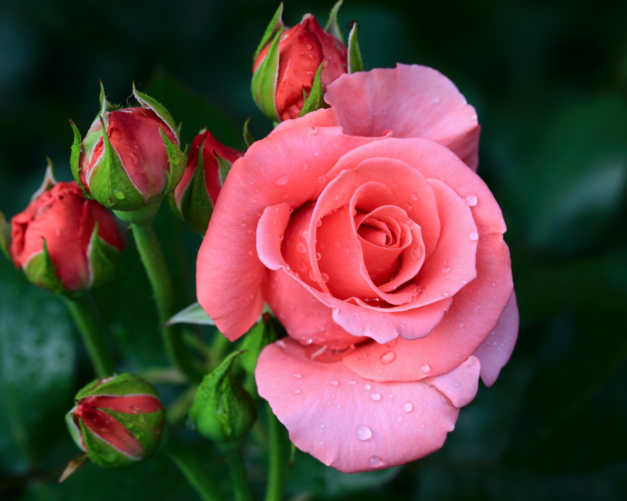 Розовый цветок розы с бутонами в каплях росы