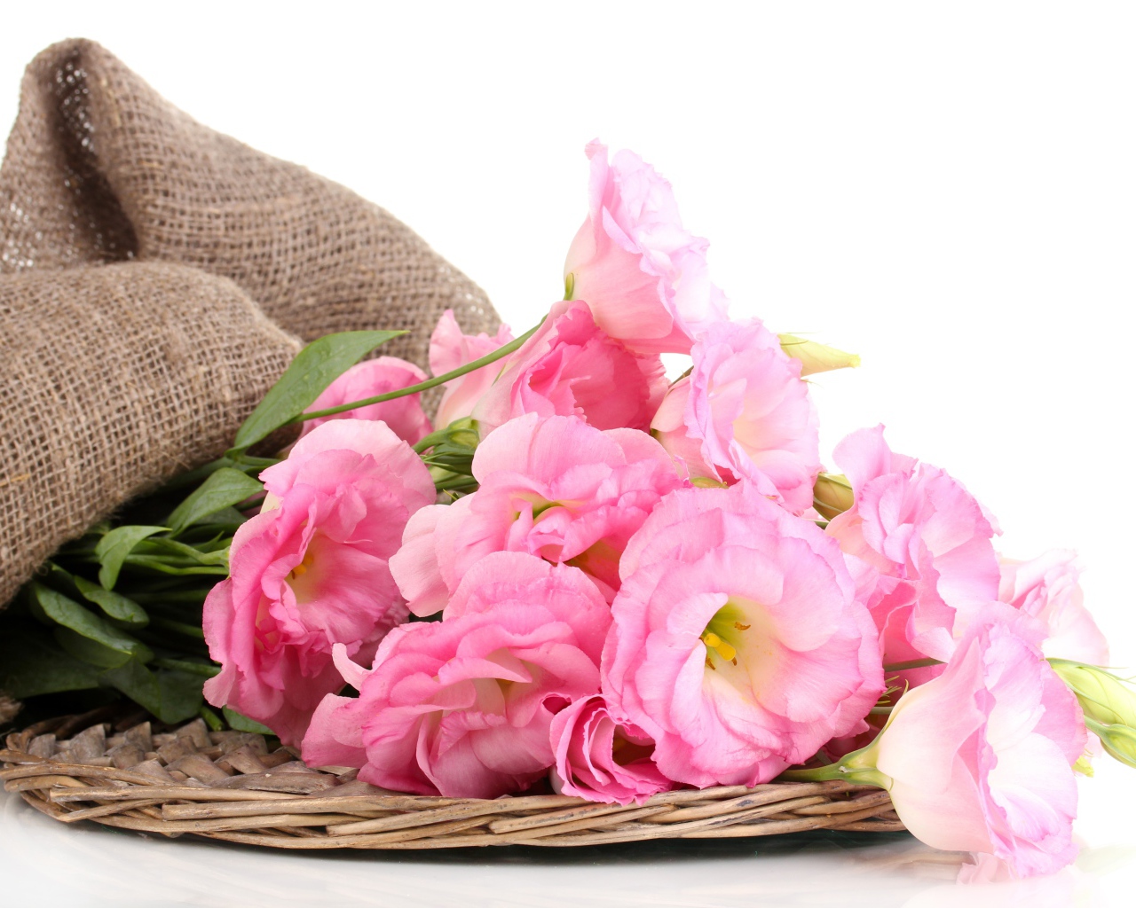 Розовые цветы эустома на белом фоне