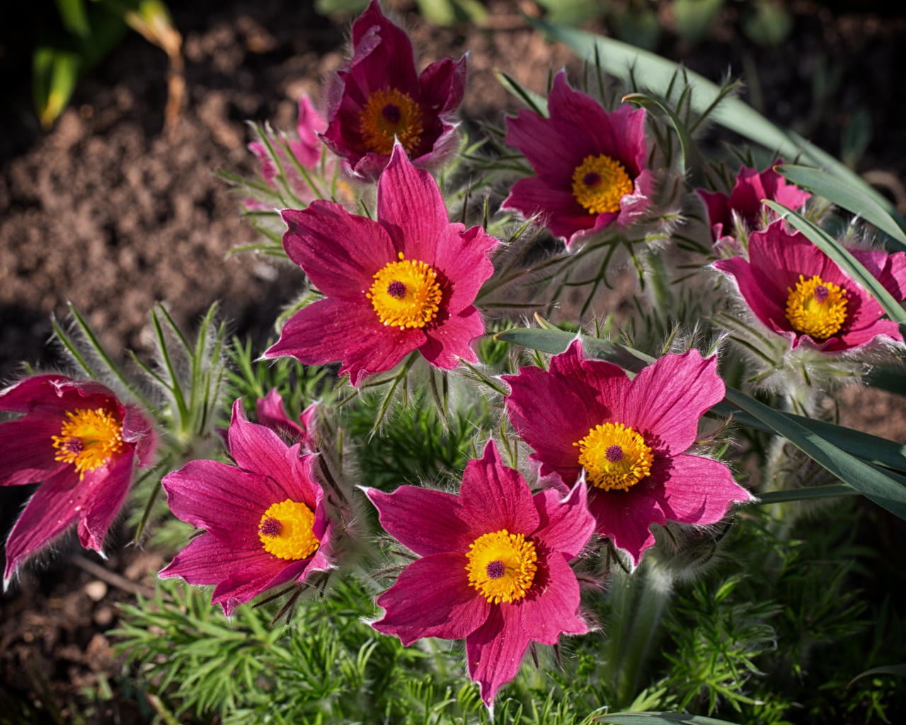 Розовые цветы прострел, вид сверху
