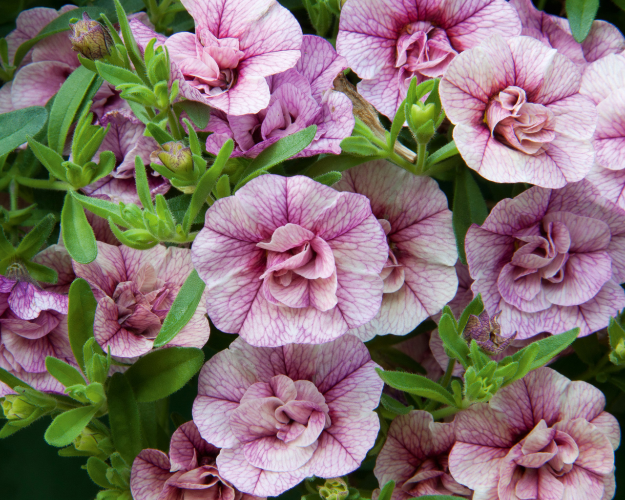 Розовые цветы Калибрахоа крупным планом