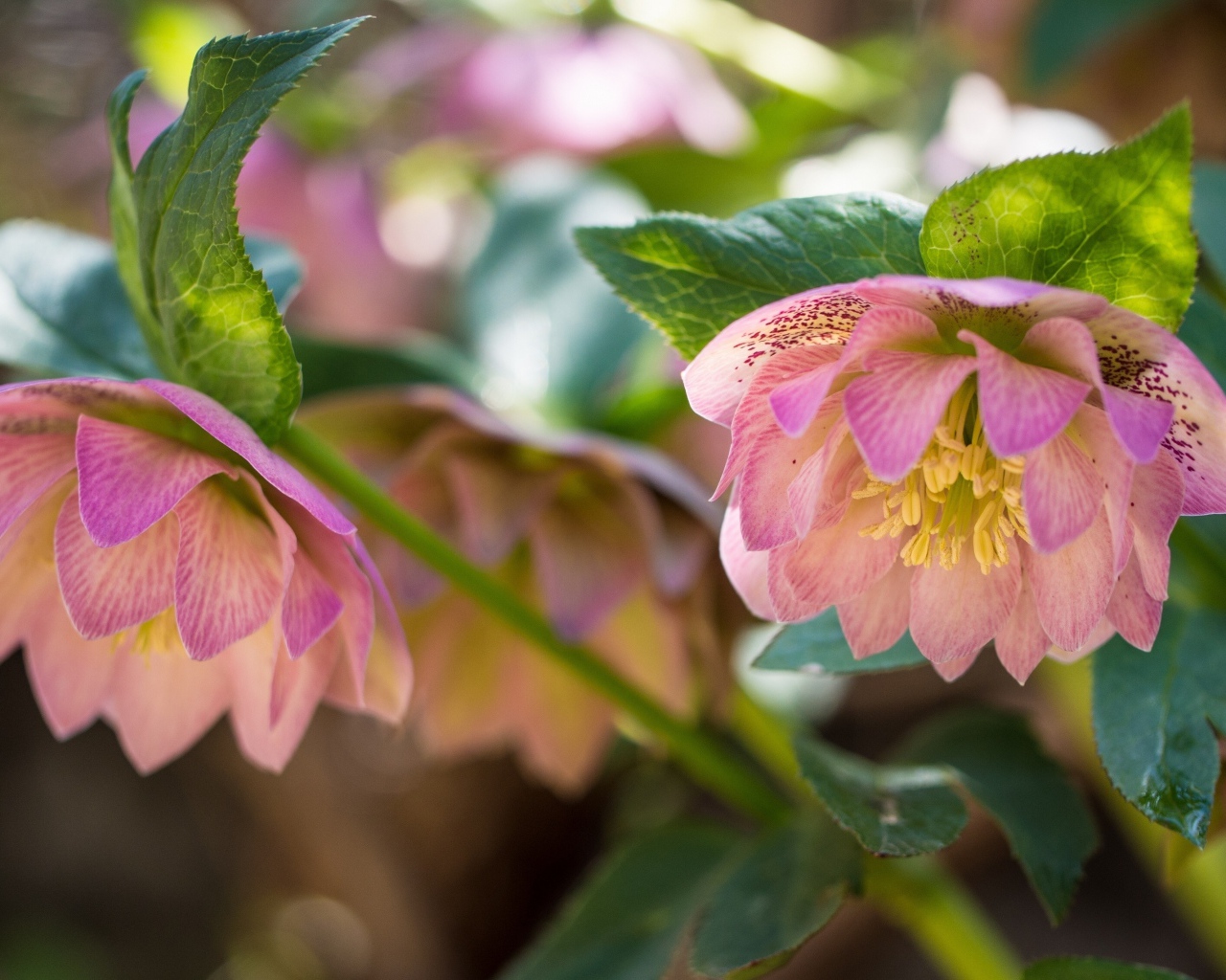 Розовые цветы морозника вблизи