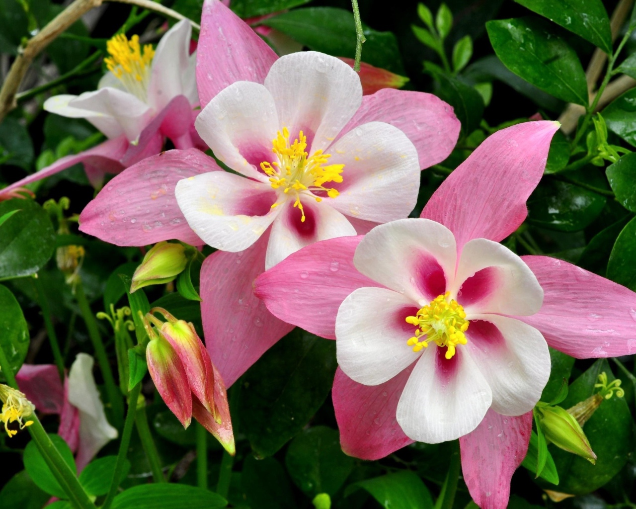 Розовые цветы водосбора крупным планом