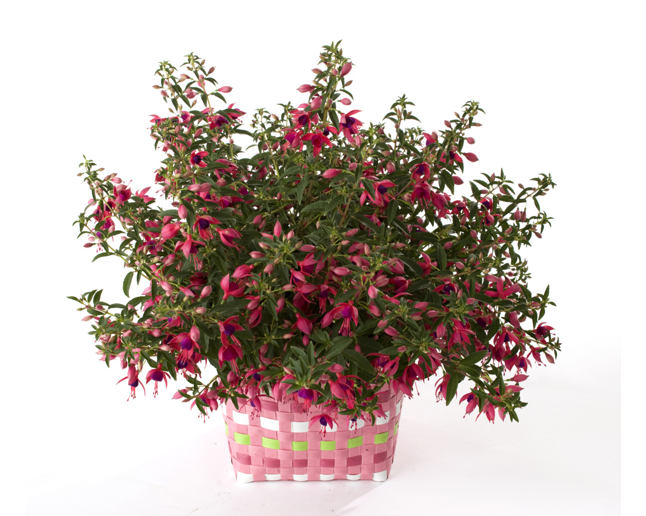 Розовый цветок фуксия на белом фоне