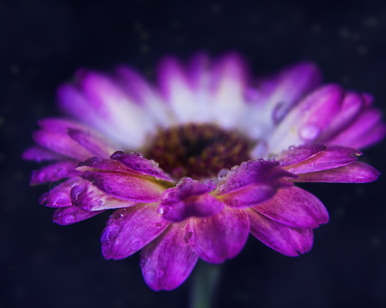 Розовый цветок герберы с каплями росы на лепестках 