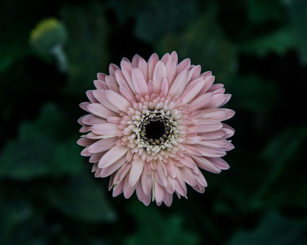 Розовая гербера вид сверху