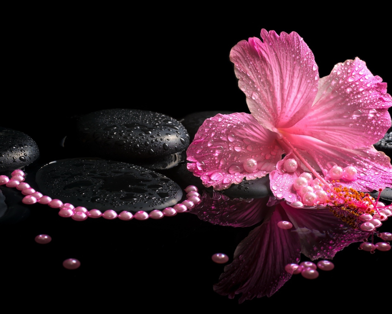 Розовый цветок гибискуса на черных камнях в воде