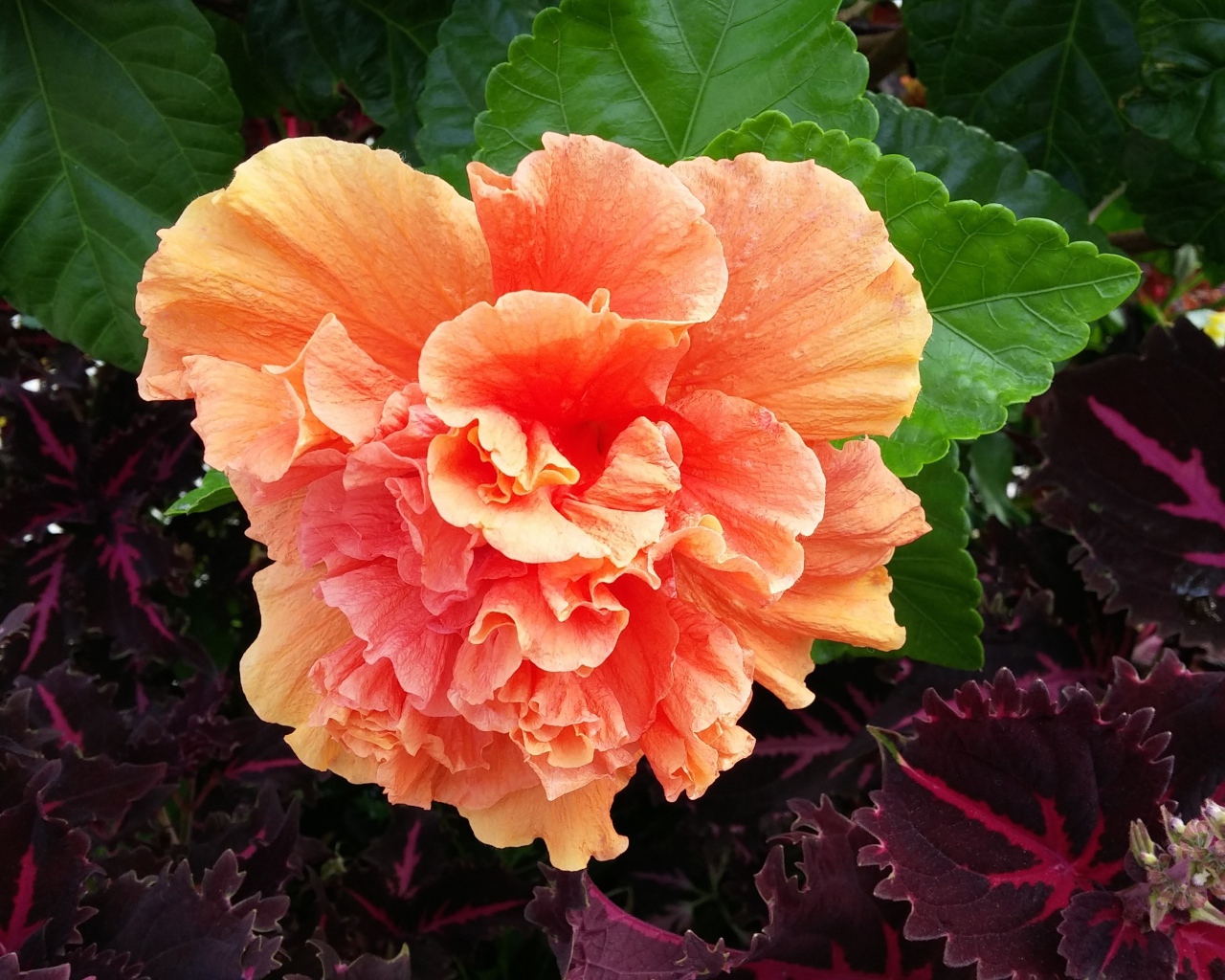 Розовый цветок гибискуса с зелеными листьями