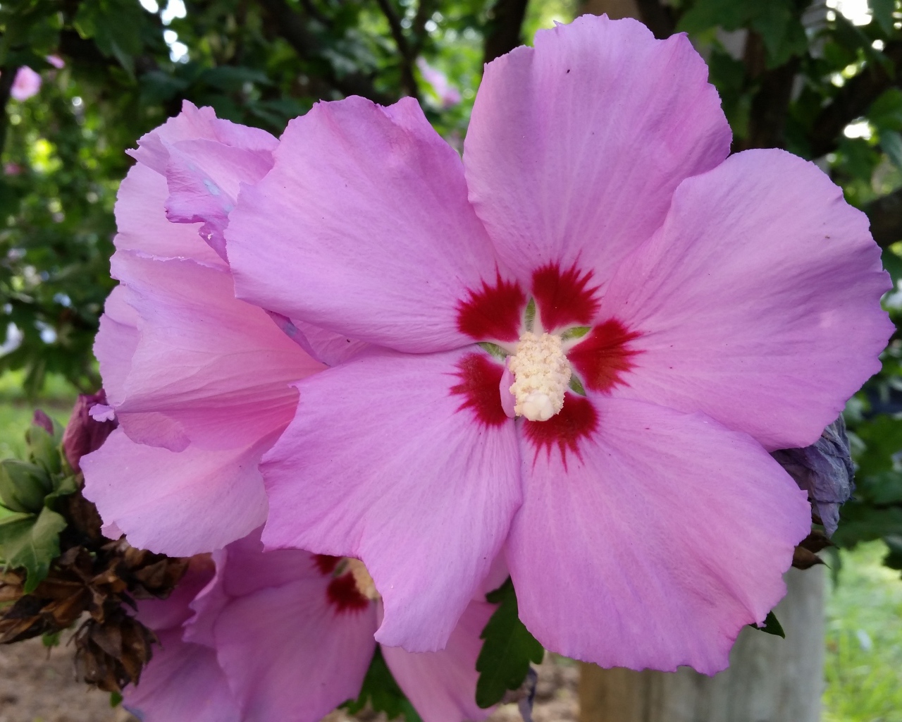 Розовые цветы гибискуса крупным планом