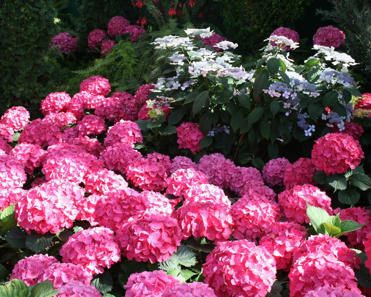 Розовые цветы гортензии в лучах солнца