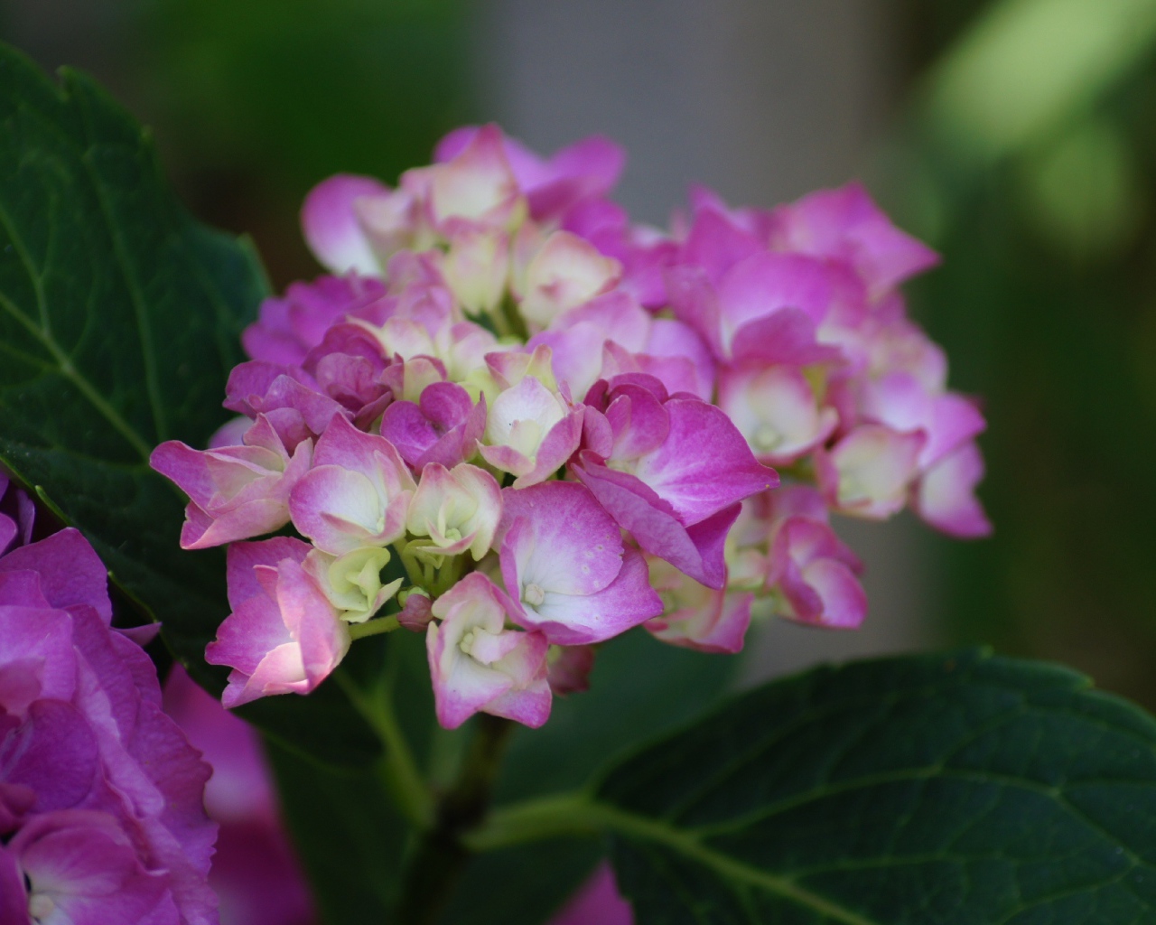 Розовые цветы гортензии с зелеными листьями