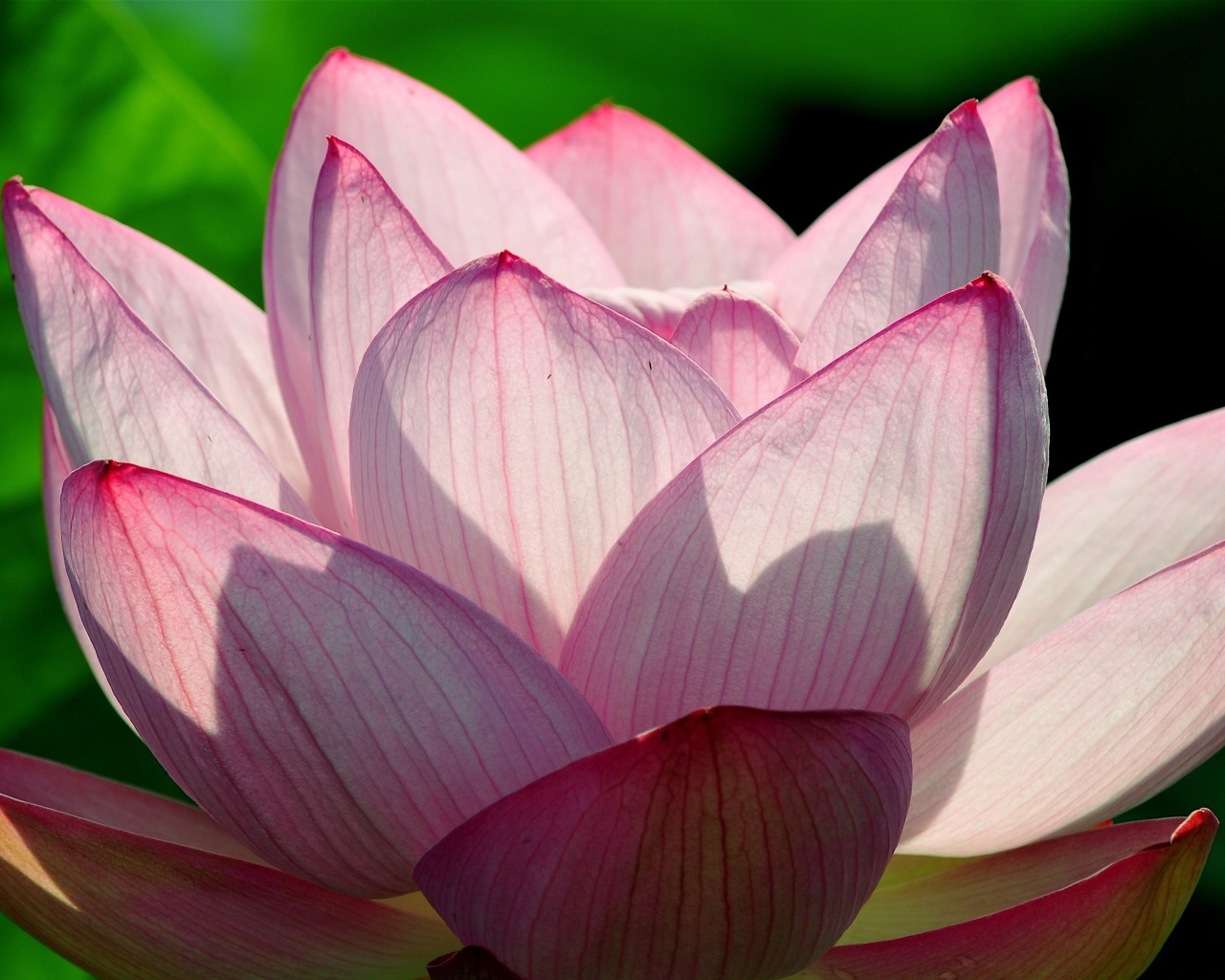 Розовый цветок лотоса в лучах солнца