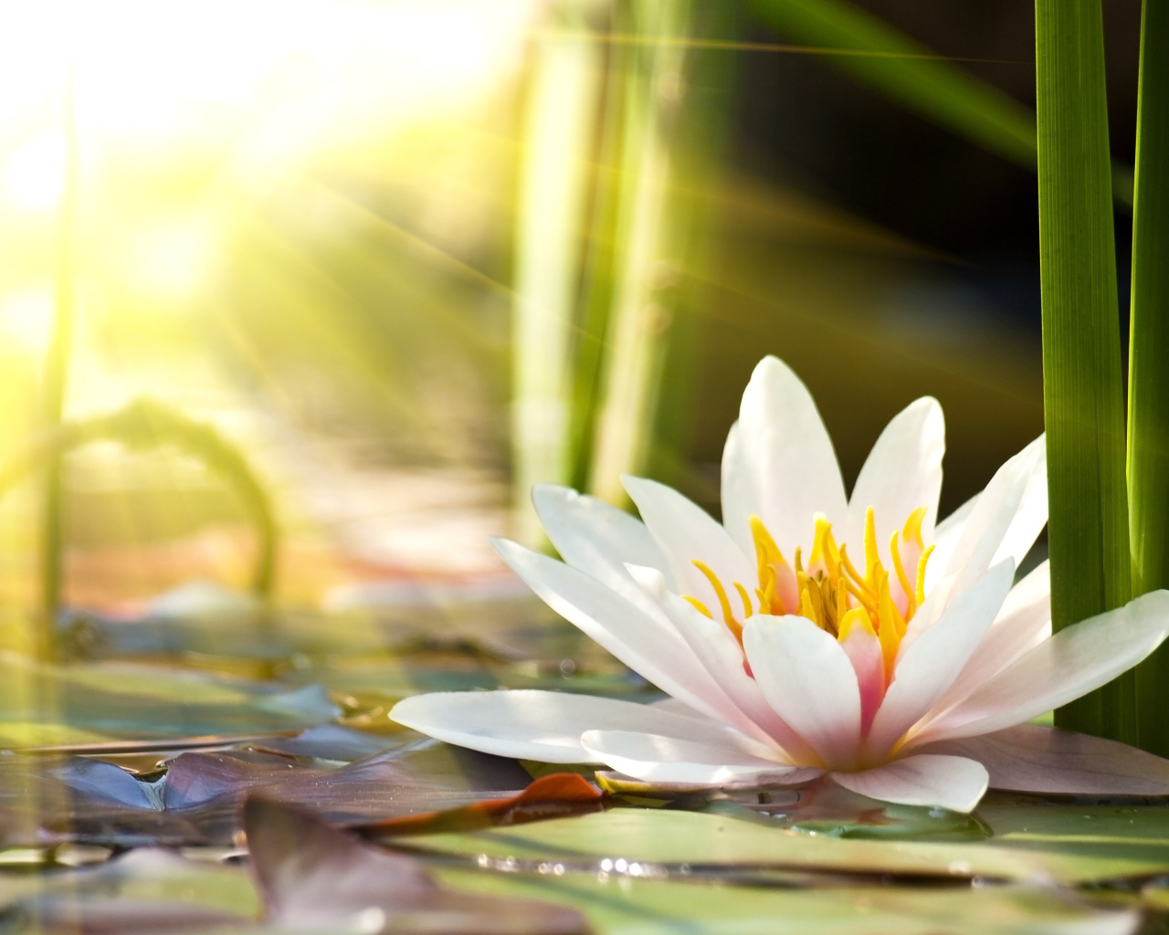 Розовые цветы лотоса в лучах солнца в пруду