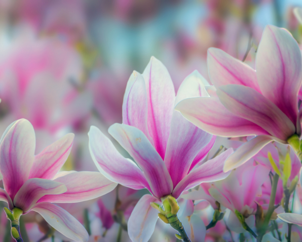 Розовые цветы магнолии крупным планом