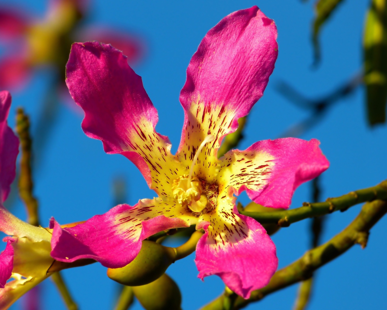 Розовый цветок орхидеи крупным планом