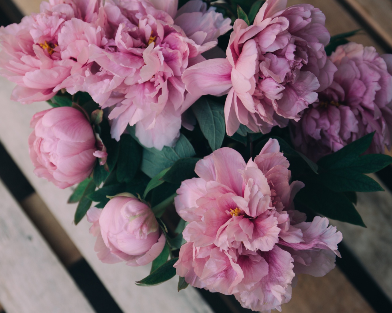 Розовые цветы пиона на деревянной лавке 