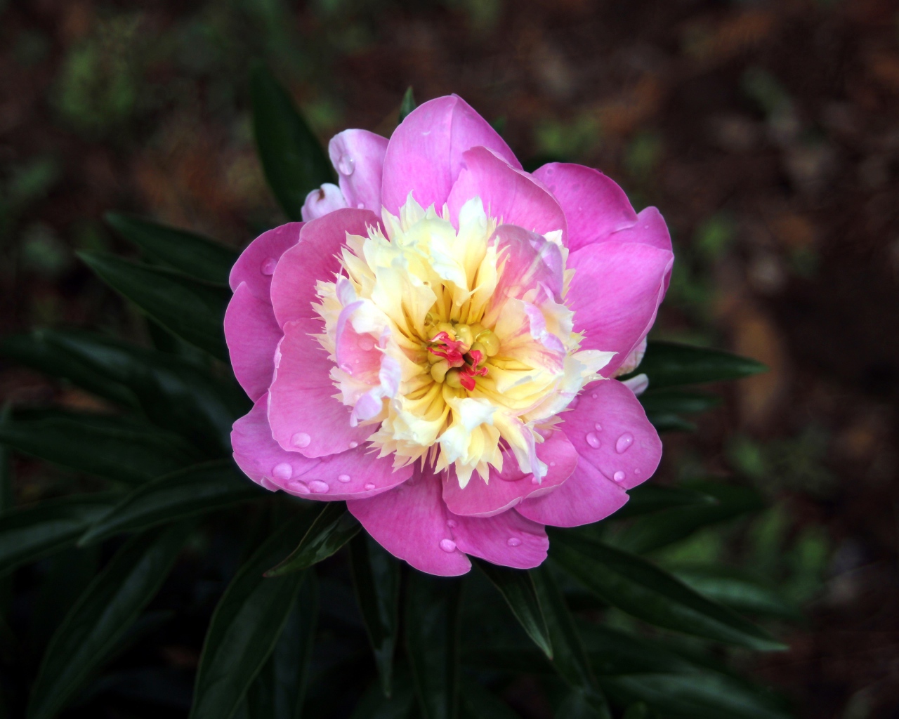 Розовый пион в каплях росы крупным планом