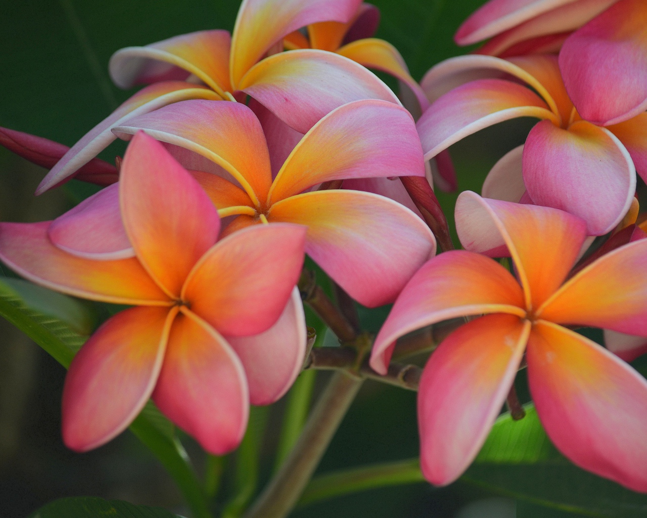 Розовые цветы плюмерия крупным планом 