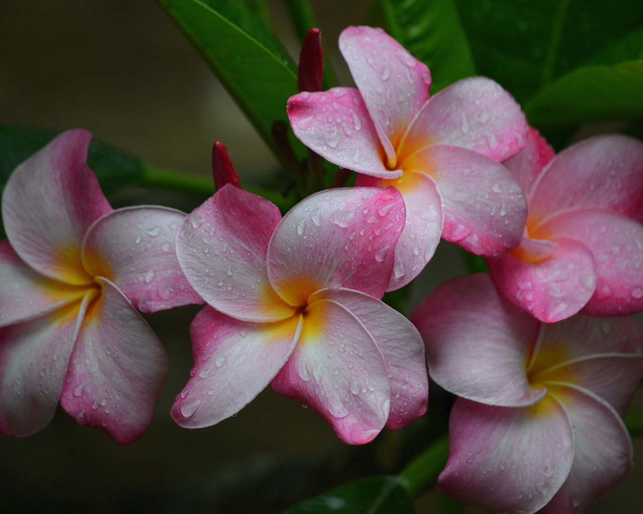 Розовые цветы плюмерии с зелеными листьями