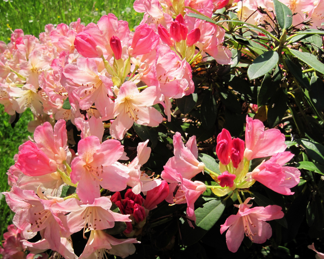 Розовые цветы рододендрон на клумбе