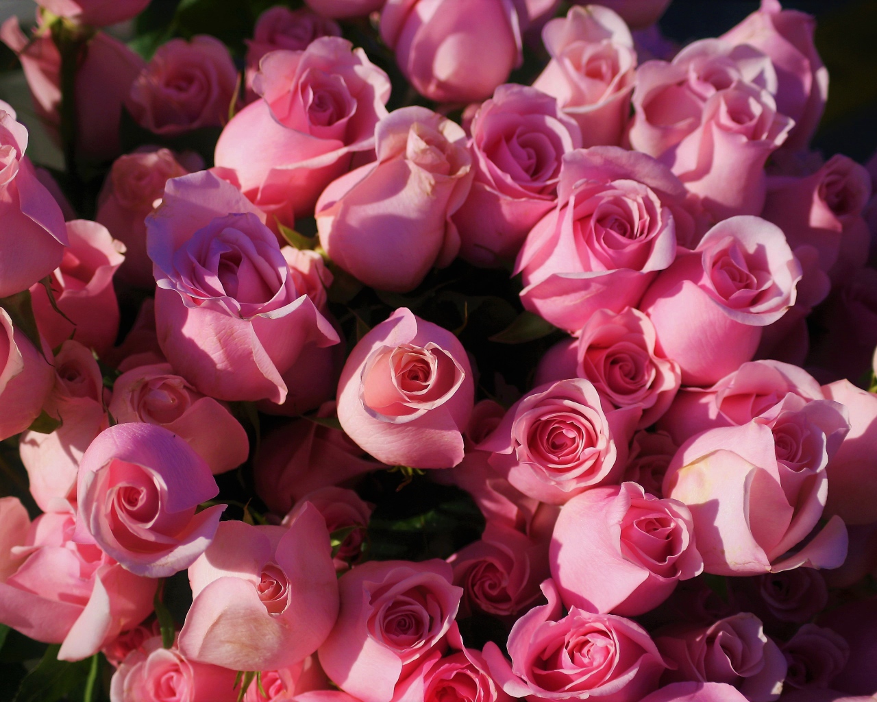 Розовые розы крупным планом, вид сверху