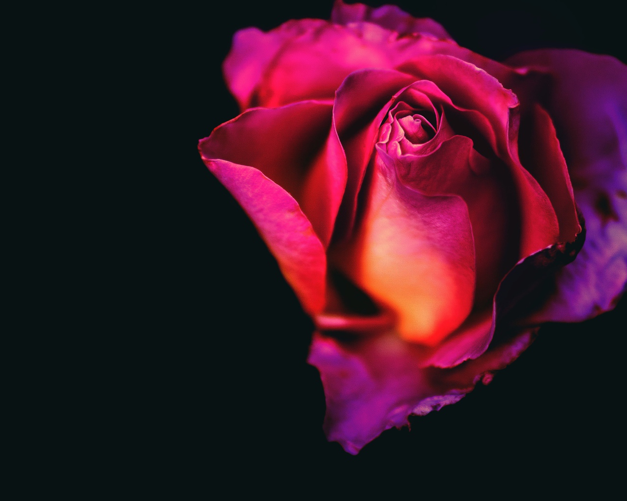 Розовая роза крупным планом на черном фоне