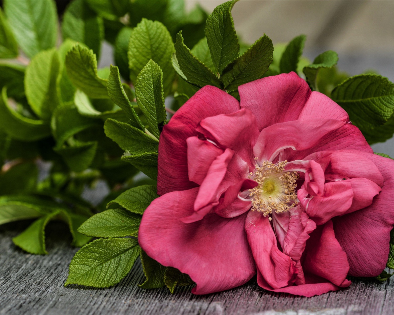 Розовый цветок розы с зелеными листьями