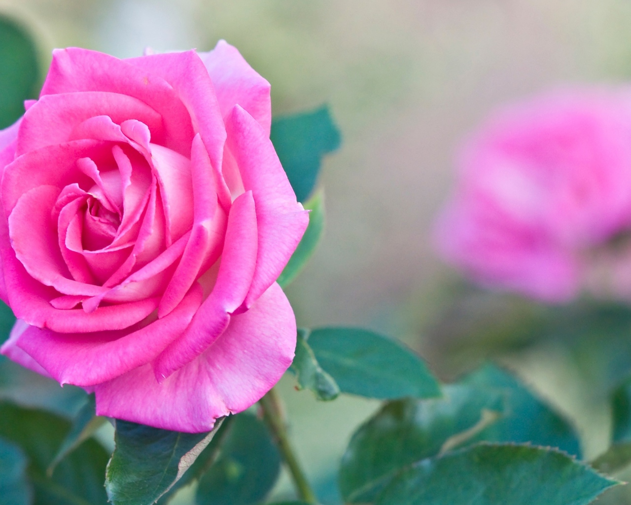 Садовая розовая роза крупным планом