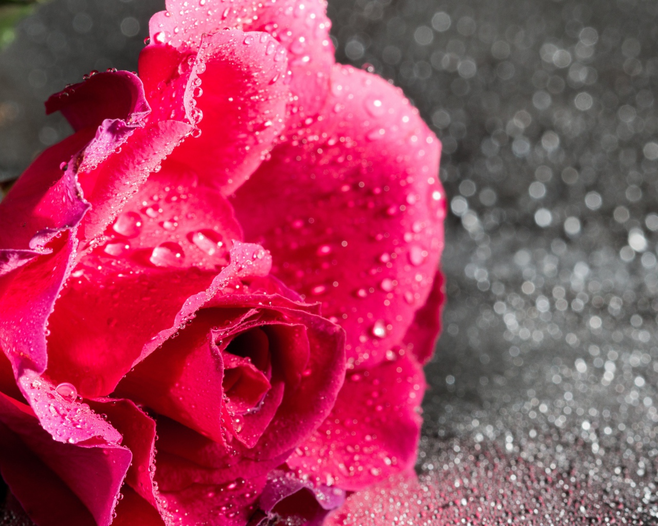 Розовая роза в каплях воды на сером фоне