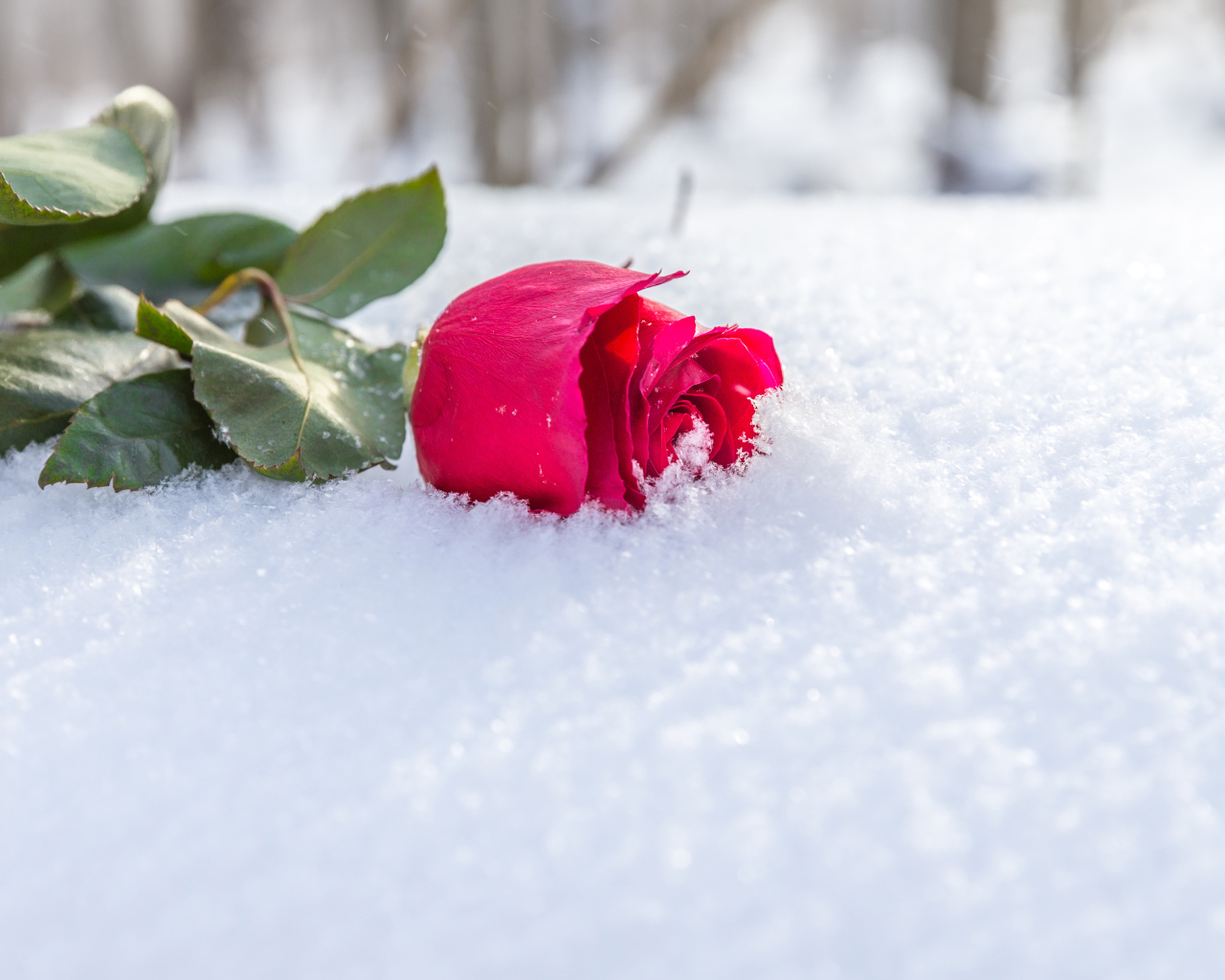 Розовая роза на снегу