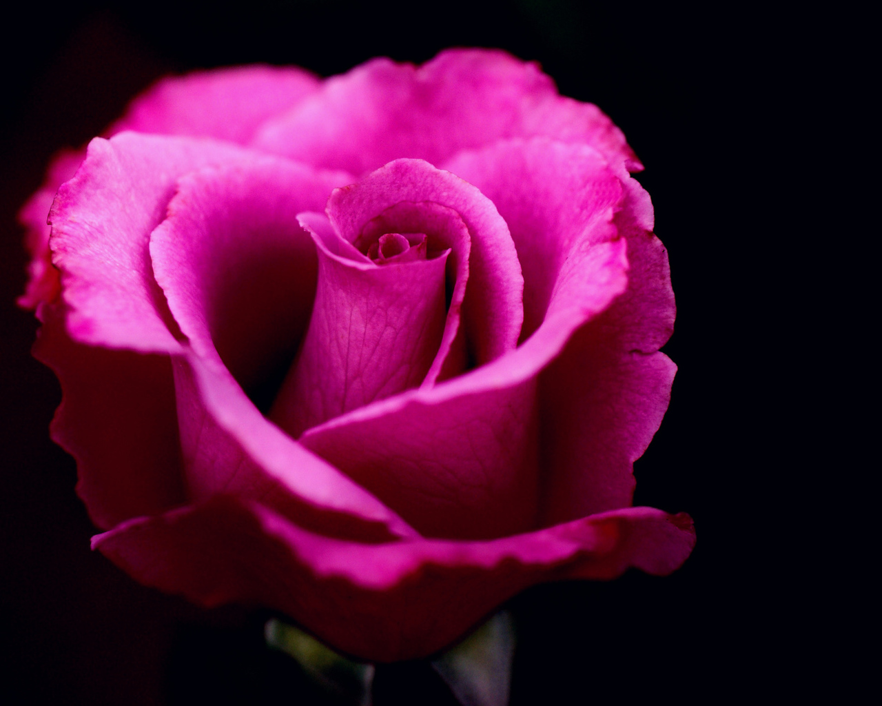 Розовая роза на черном фоне крупным планом