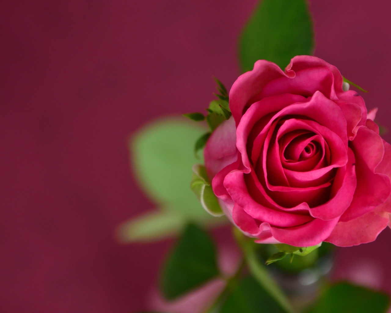 Розовая роза на розовом фоне